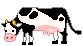 cow moving