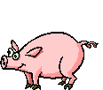 dancing piggy dancing piggy