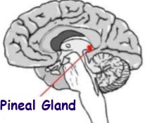 pineal gland